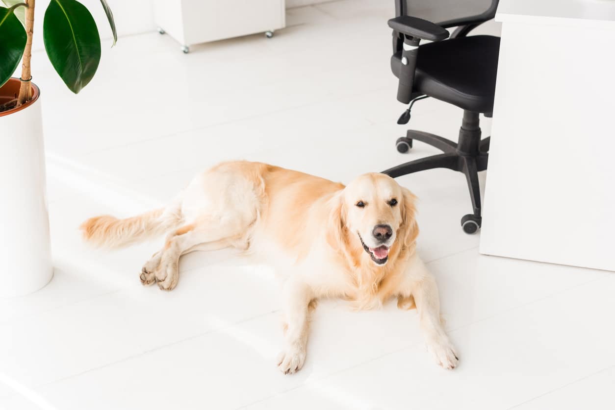 Hunde im Büro – So sind Mensch und Tier zufrieden | careeasy - Dein  Karrieremagazin