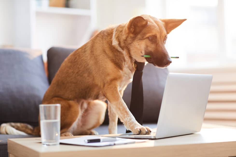 Hund und Vollzeitjob: So klappt es | careeasy - Dein Karrieremagazin